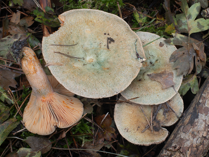 Lactarius semisanguifluus